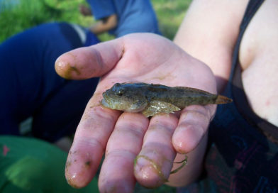 Missouri Round Goby