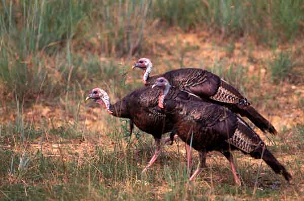 Turkey calling techniques