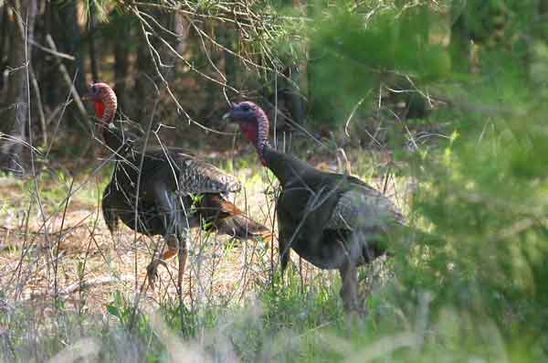 Scouting turkey habitat