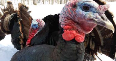 Turkey hunting in Missouri