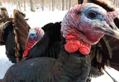 Turkey hunting in Missouri
