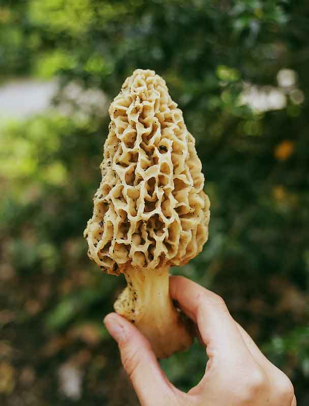 Morel Mushroom Hunting in Missouri A Thrilling Foray into the ShowMe