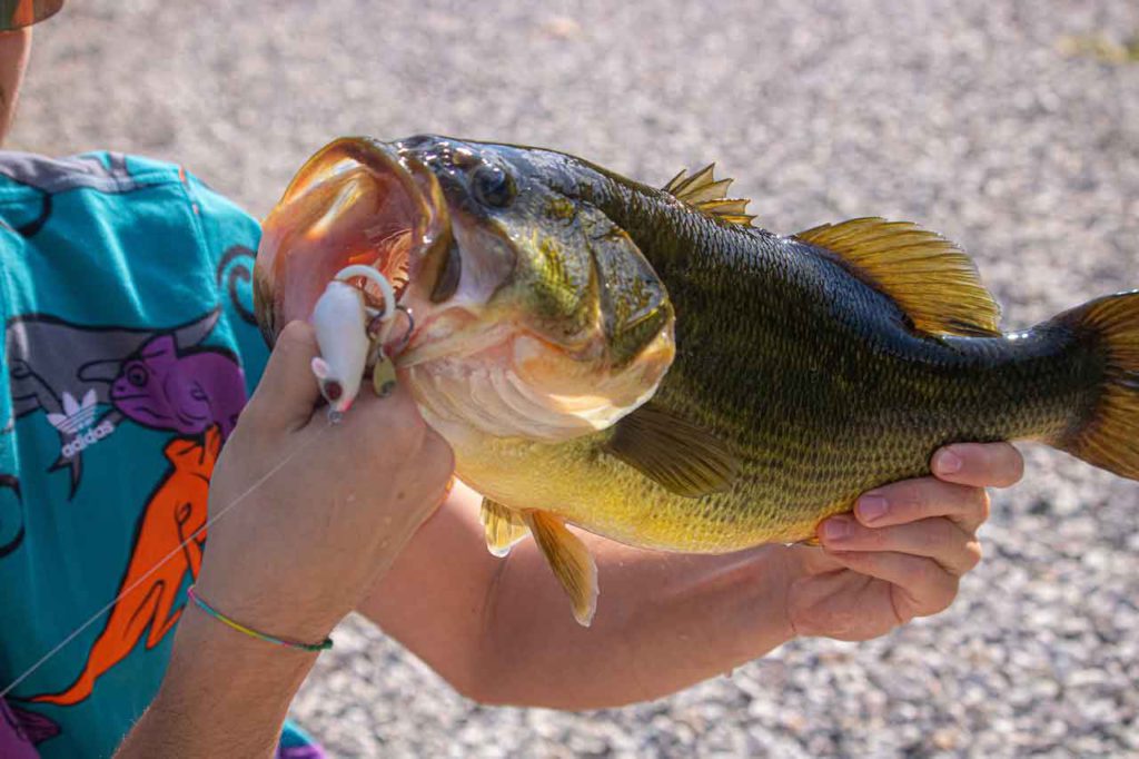 Missouri Bass Fishing