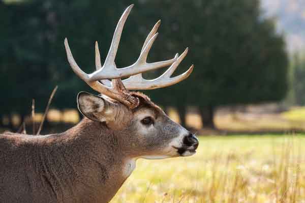Missouri Deer - Buck