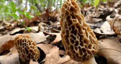 Morel Mushrooms - Missouri