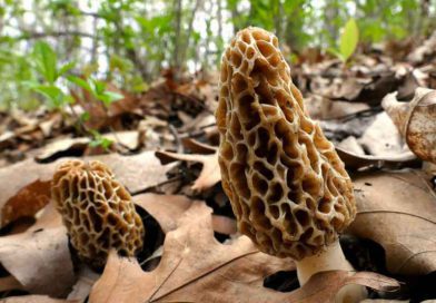 Morel Mushrooms - Missouri