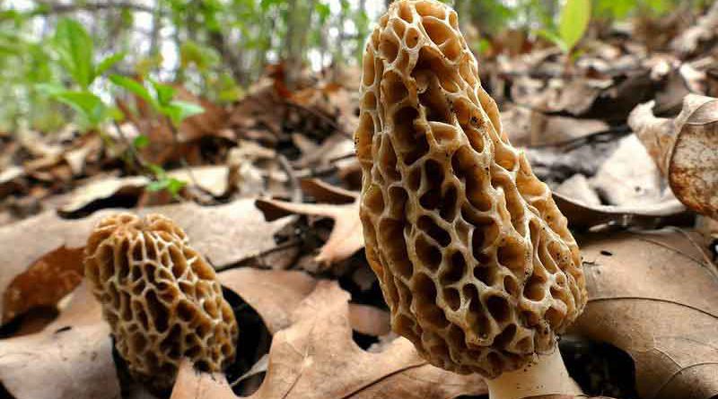 Morel Mushrooms - Missouri