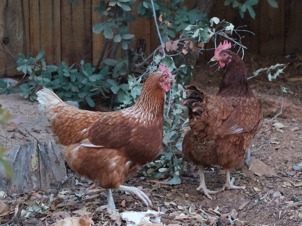 backyard chickens for eggs