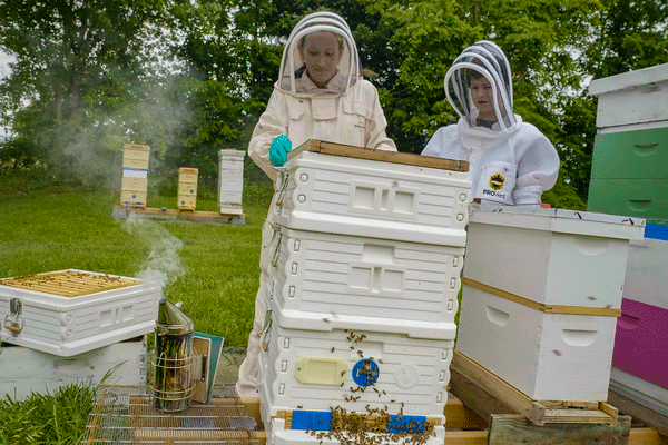 Bee Winter Preparation