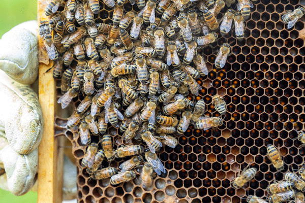 Honey Harvesting and Processing