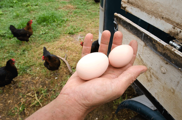 chicken farming for eggs