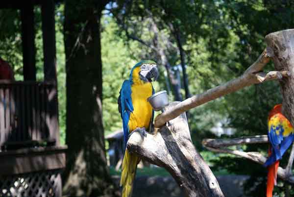 Grants Farm - Parrots