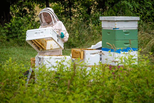 Bee Hive Inspection and Maintenance