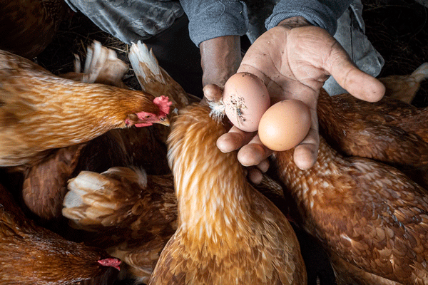 keeping chickens for eggs