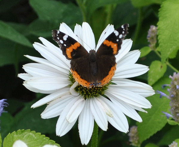 Missouri Botanical Garden's hours of operation