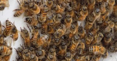 Missouri honey bees