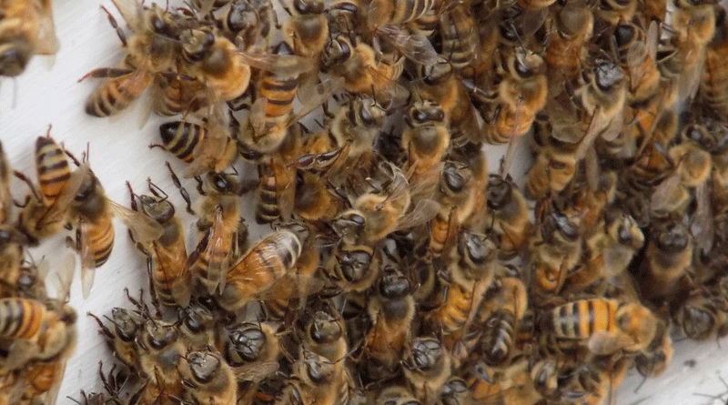 Missouri honey bees