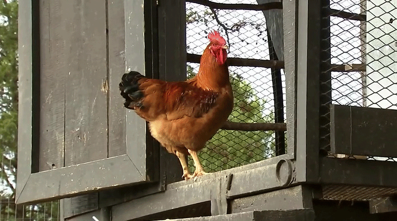 raising chickens for eggs