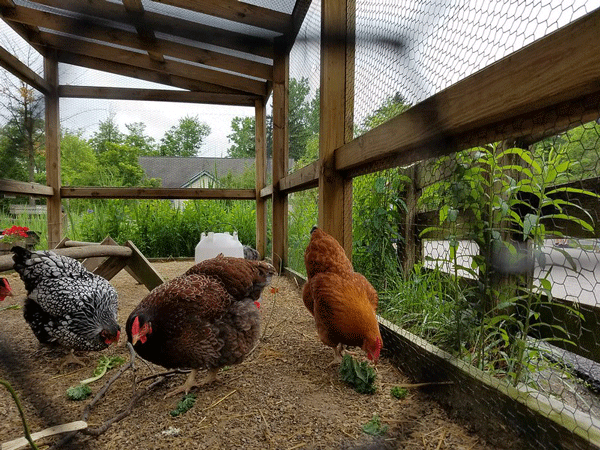 raising chickens for eggs and meat