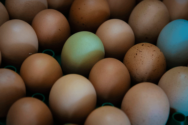 raising chickens for eggs for beginners