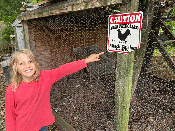 raising chickens for eggs in your backyard