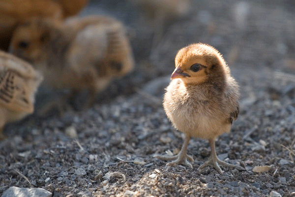 raising laying hens from chicks - Photo Credit Alex Starr