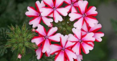 verbena flowers